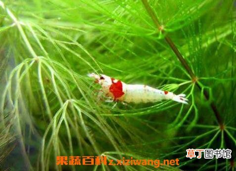 池塘水草种子种植方法 池塘水草怎么种