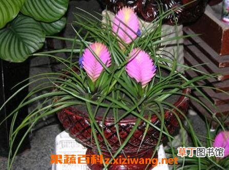 紫凤梨的功效与作用