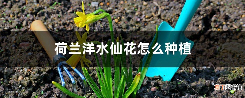 配土和种植步骤 荷兰洋水仙花怎么种植