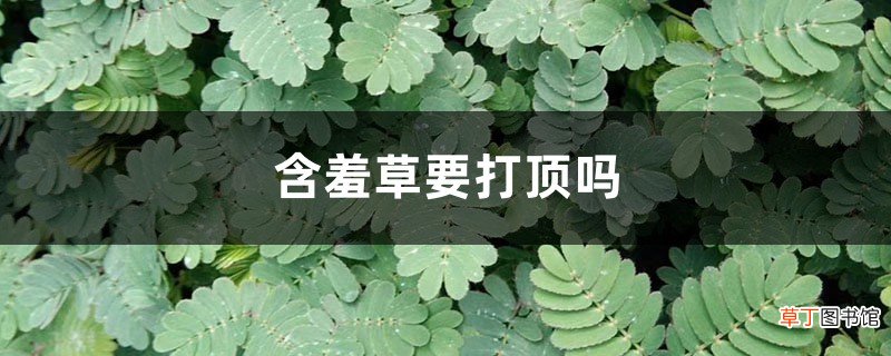 含羞草要打顶吗，怎么修剪