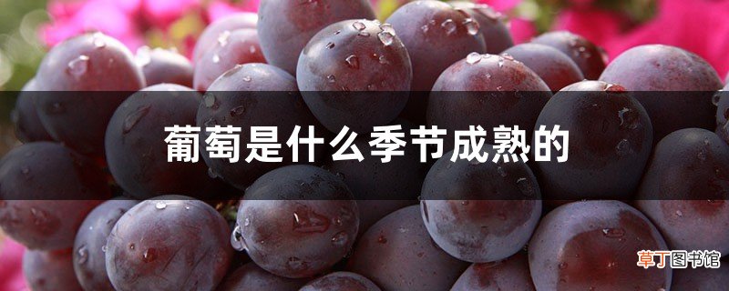 葡萄是什么季节成熟的