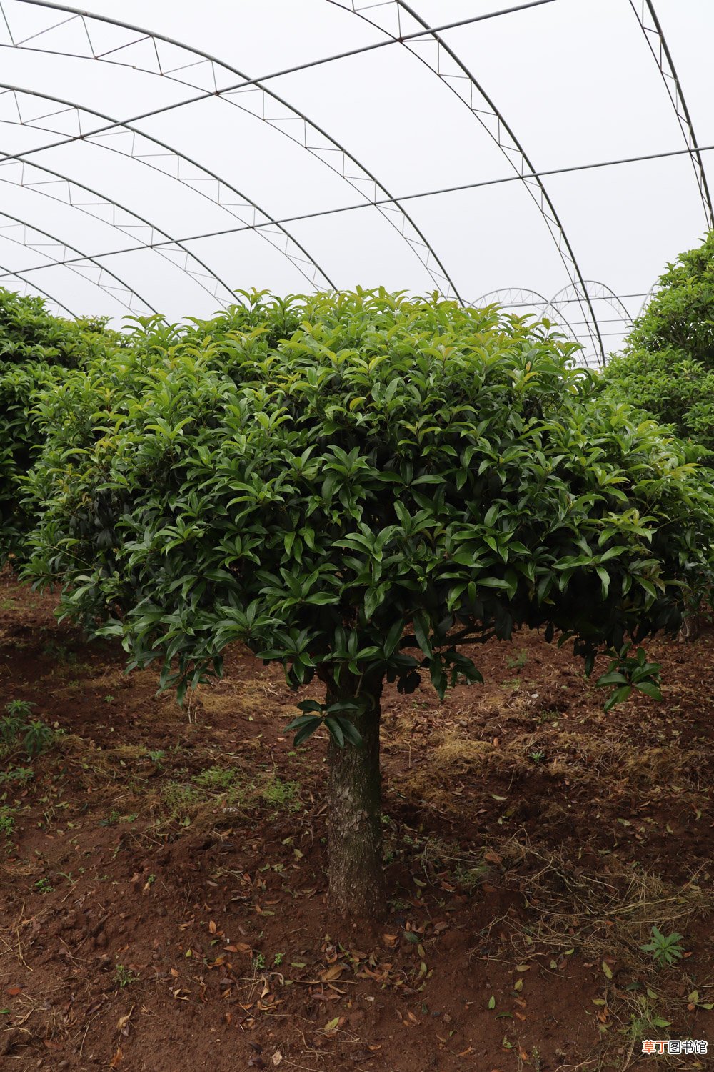 盆栽桂花的养殖方法，掉叶子怎么办