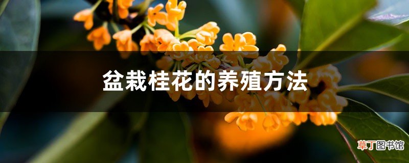 盆栽桂花的养殖方法，掉叶子怎么办