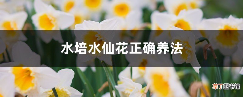 水培水仙花正确养法，多久开花