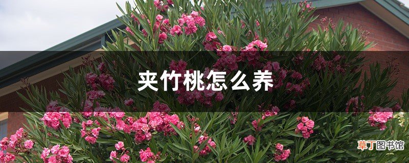夹竹桃怎么养