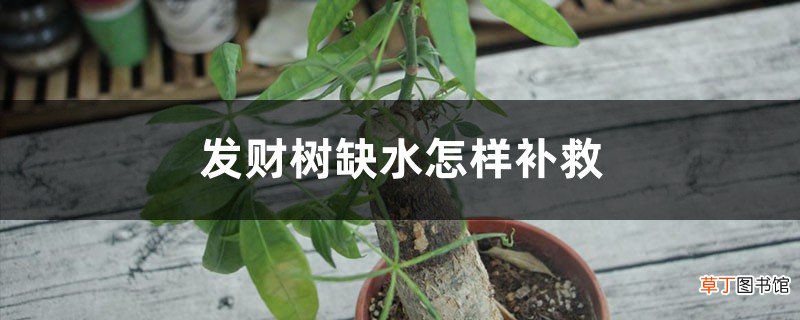发财树缺水怎样补救，怎么判断是缺水