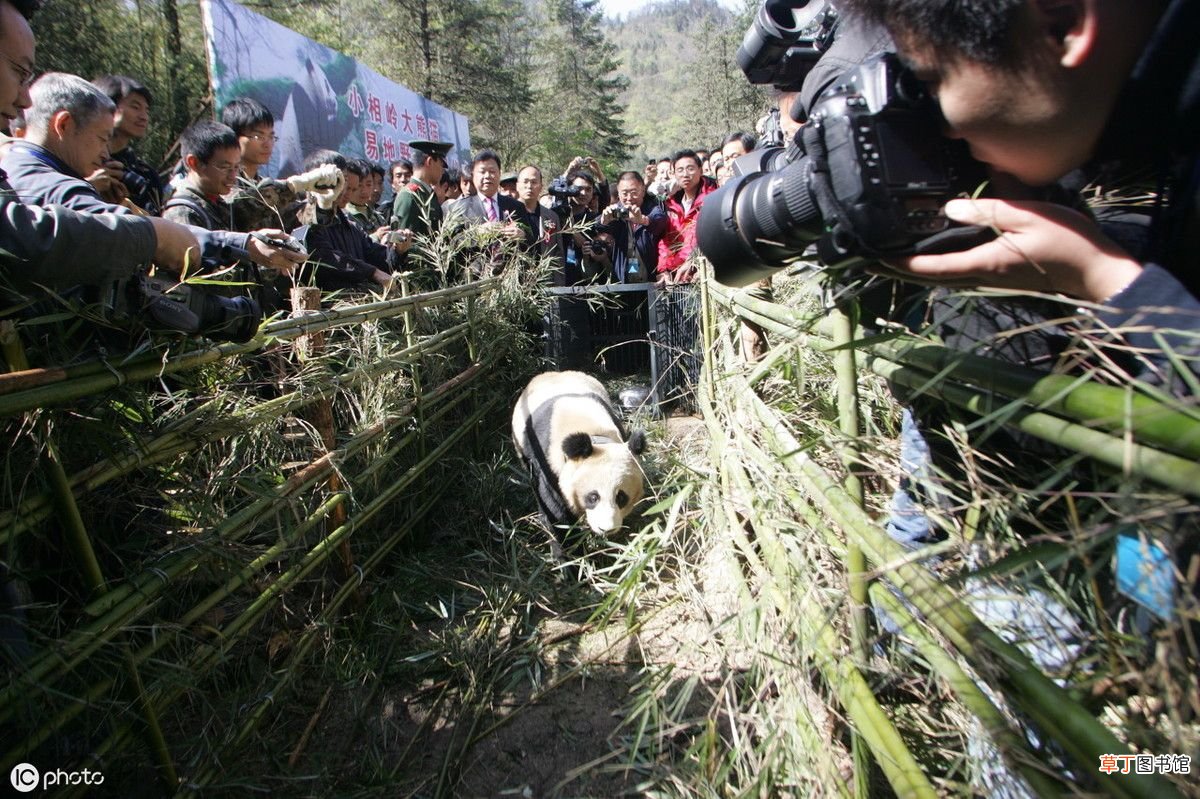 为什么大熊猫能成“国宝”？ 大熊猫为什么是国宝