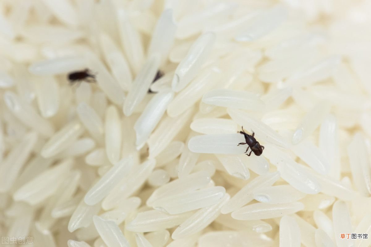 大米生了虫怎么办？ 大米生虫子处理小诀窍