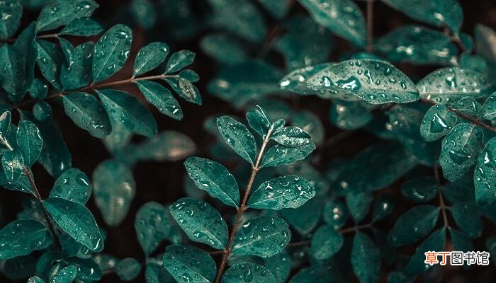 梦见淋雨