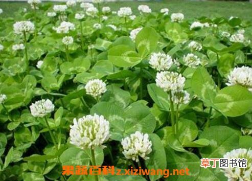 车轴草怎么种 车轴草怎么养殖