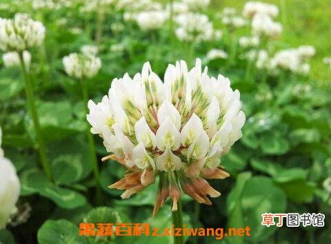 车轴草怎么种 车轴草怎么养殖