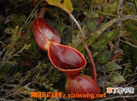 猪笼草的功效与作用及药用价值