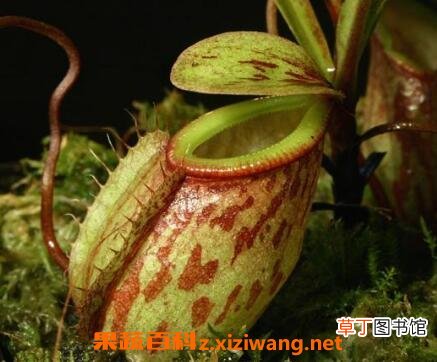 猪笼草的功效与作用及药用价值