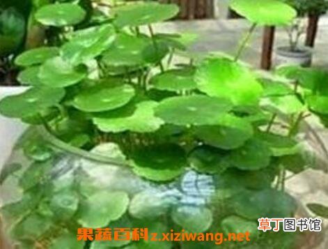 铜钱草的水培方法和技巧