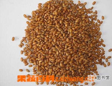 什么是糙米茶 糙米茶的做法与功效