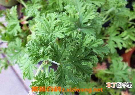 驱蚊草有用吗 驱蚊草真的可以驱蚊吗