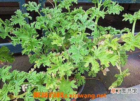 驱蚊草有用吗 驱蚊草真的可以驱蚊吗
