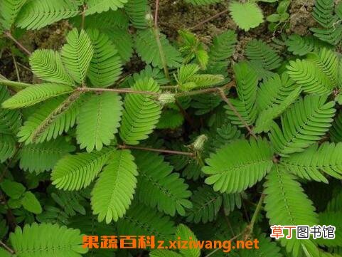 含羞草怎么养 含羞草的养殖方法技巧