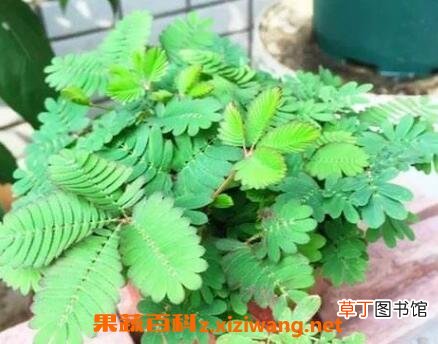 含羞草怎么养 含羞草的养殖方法技巧