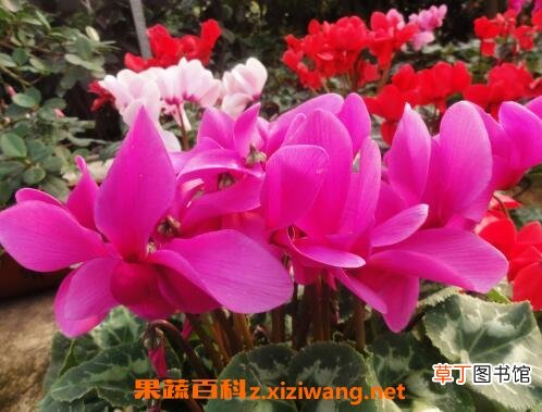 仙客来怎么养 仙客来的养殖方法和注意事项