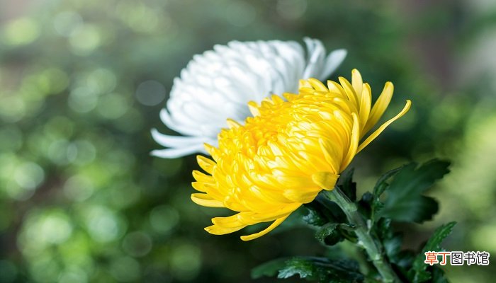 梦见黄菊花