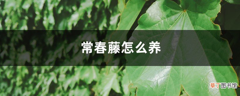 常春藤怎么养