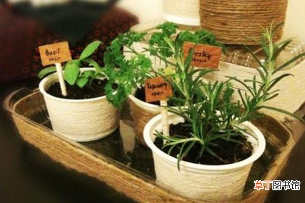 冬天冷飕飕，浇水不注意这3点，植物黄叶、烂根给你看！