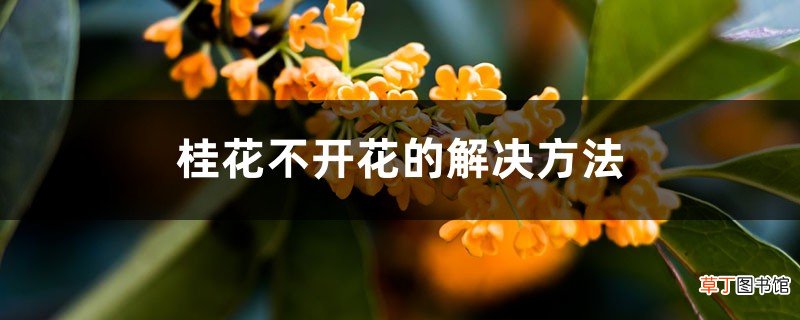 桂花不开花的解决方法