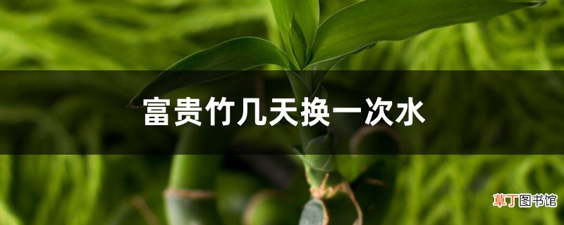 富贵竹几天换一次水