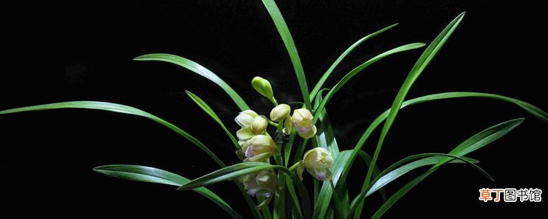 兰花发芽了要怎么养