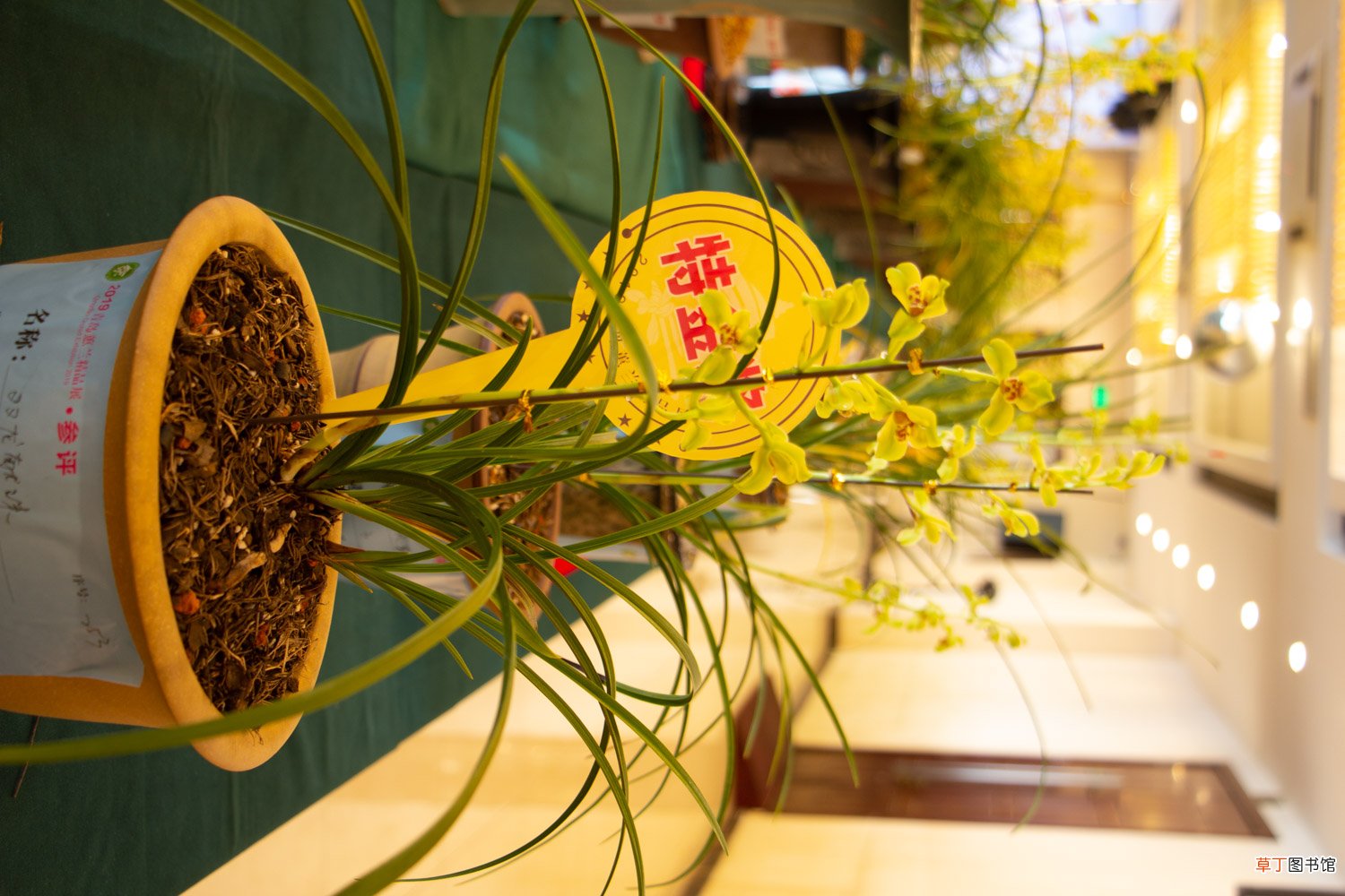 兰花发芽了要怎么养