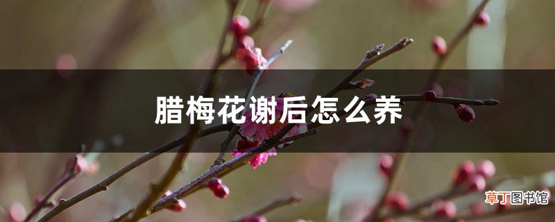 腊梅花谢后怎么养
