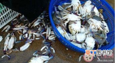 为什么吃死蟹不行 过期海鲜的危害到底有多大
