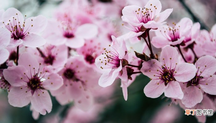 梦见桃花盛开是什么意思