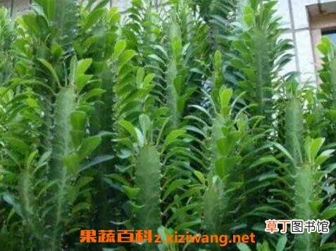 巴西龙骨的功效与作用及药用价值