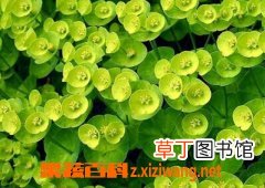 猫眼草的功效和作用