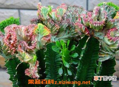 紫叶龙骨花的养殖方法和注意事项