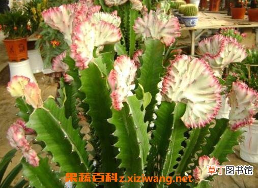 紫叶龙骨花的养殖方法和注意事项