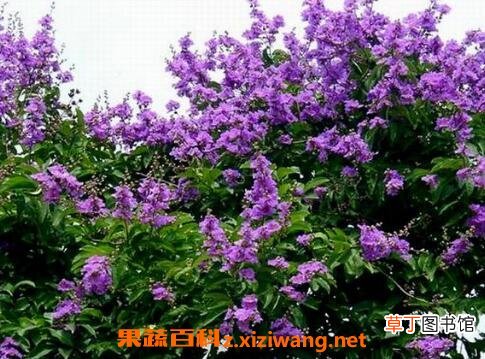 紫薇花的养殖方法和注意事项