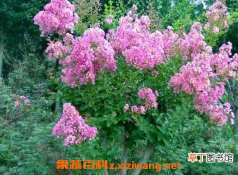 紫薇花的养殖方法和注意事项