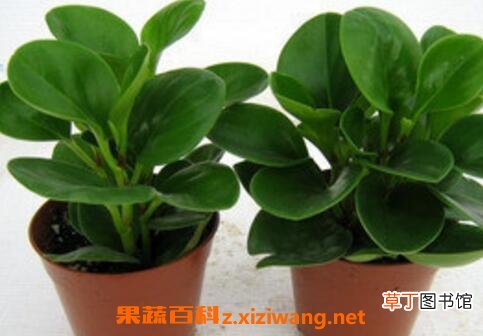 碧玉花的养殖方法和注意事项