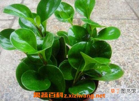 碧玉花的养殖方法和注意事项