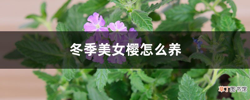 冬季美女樱怎么养