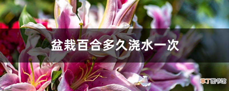 盆栽百合多久浇水一次