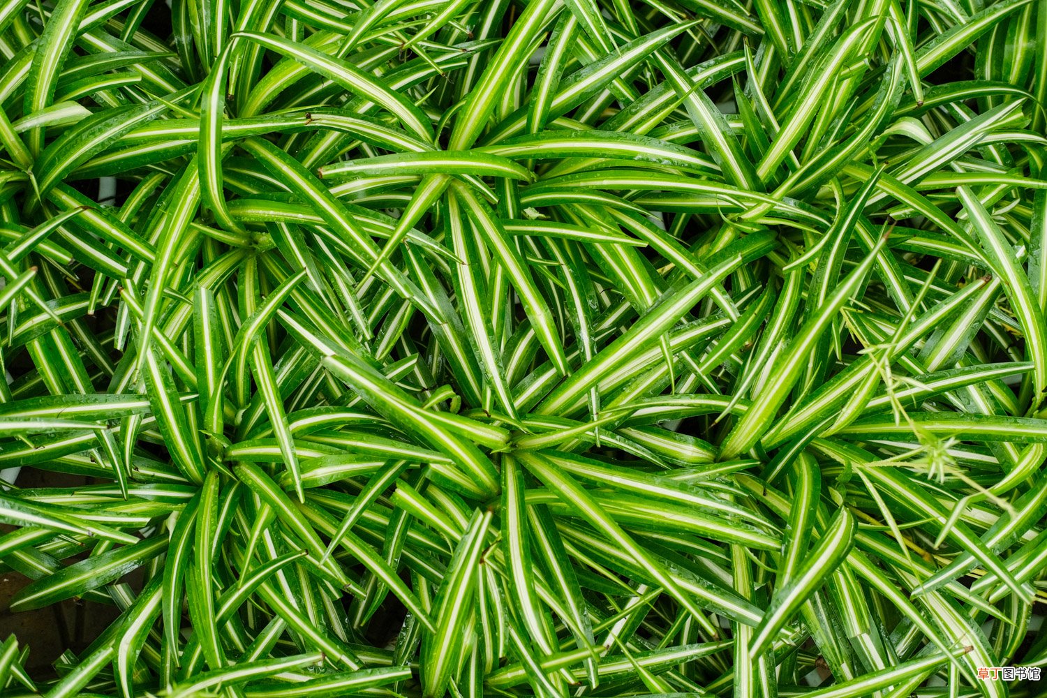 吊兰最爱这种“肥”，喂上几粒，黄叶干尖都没有，嫩芽突突冒！