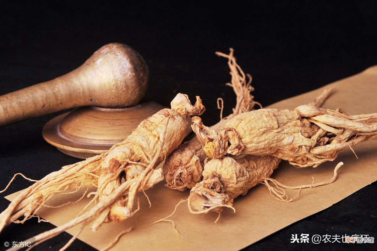 农村老人说人参会跑，是真的吗？ 人参会跑吗