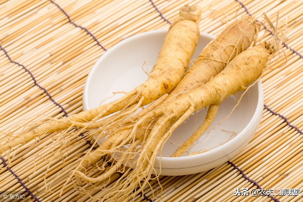 农村老人说人参会跑，是真的吗？ 人参会跑吗