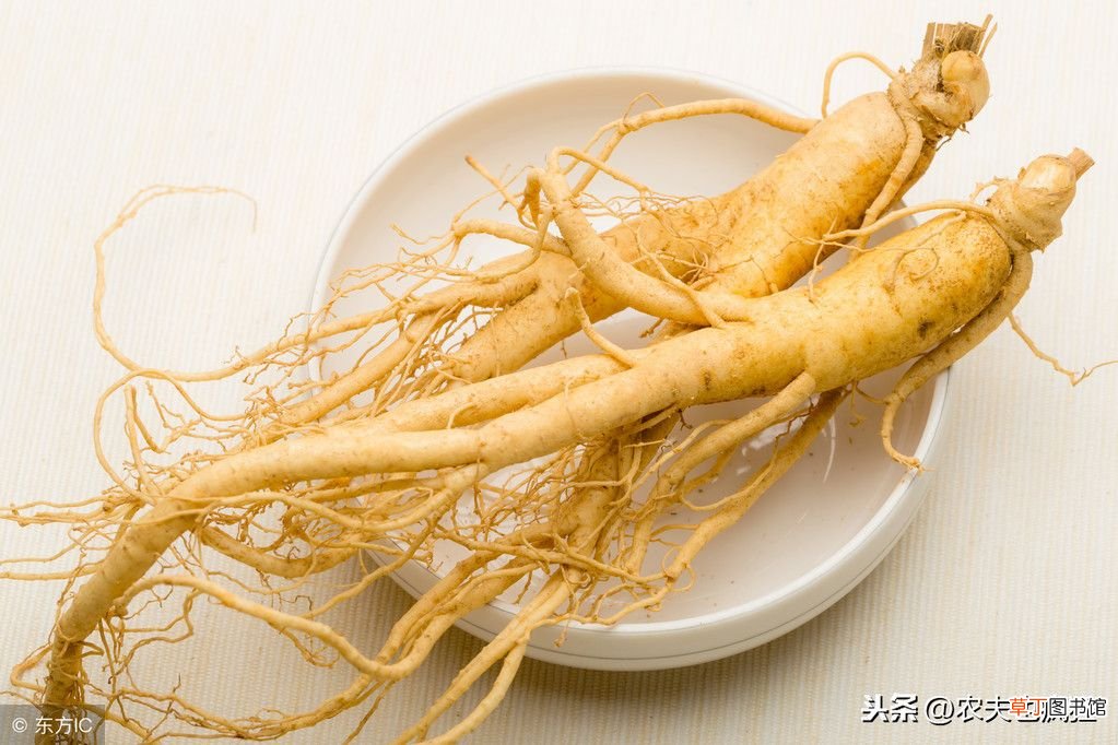 农村老人说人参会跑，是真的吗？ 人参会跑吗