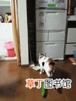 猫吃老鼠会不会有事? 猫为什么害怕黄瓜