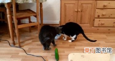 猫吃老鼠会不会有事? 猫为什么害怕黄瓜